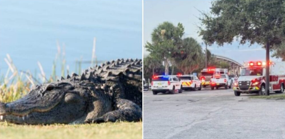 Mujer resulta herida tras ataque de caimán en un sendero del suroeste de Florida