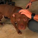 Bomberos de Fort Lauderdale encuentran perro abandonado en su estación