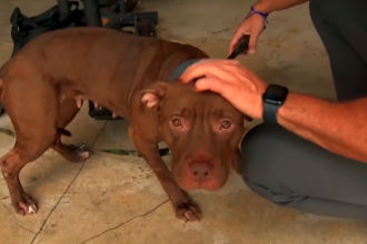 Bomberos de Fort Lauderdale encuentran perro abandonado en su estación